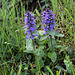 Ajuga reptans  - bugle rampant