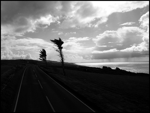 lone trees near Burton Bradstock