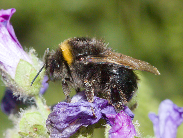 BumbleBeeIMG 5431