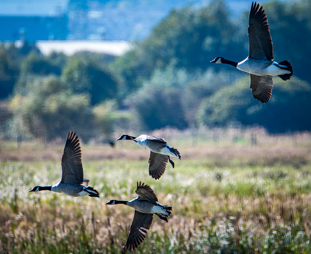 Canada geese67jpg