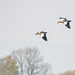 Egyptian geese