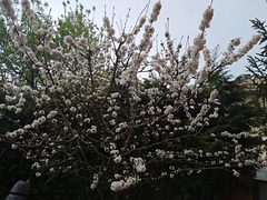 Cerezo en flor
