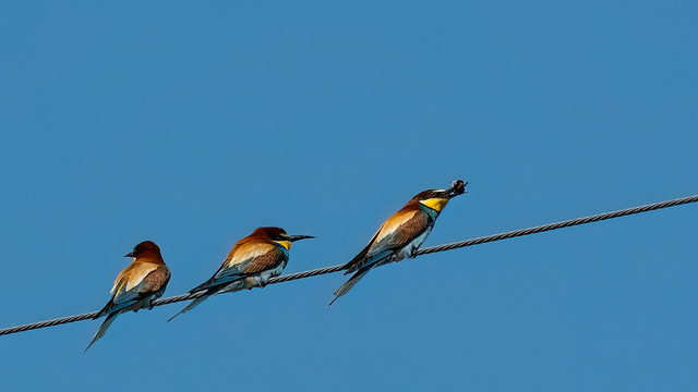 guêpiers - Drôme guêpiers - Drôme