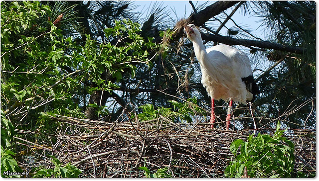 PARC du TEICH (33 Gironde)