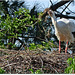 PARC du TEICH (33 Gironde)