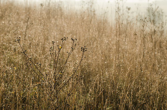 Herbstlicht