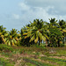 Nariva Swamp afternoon, Trinidad, Day 6