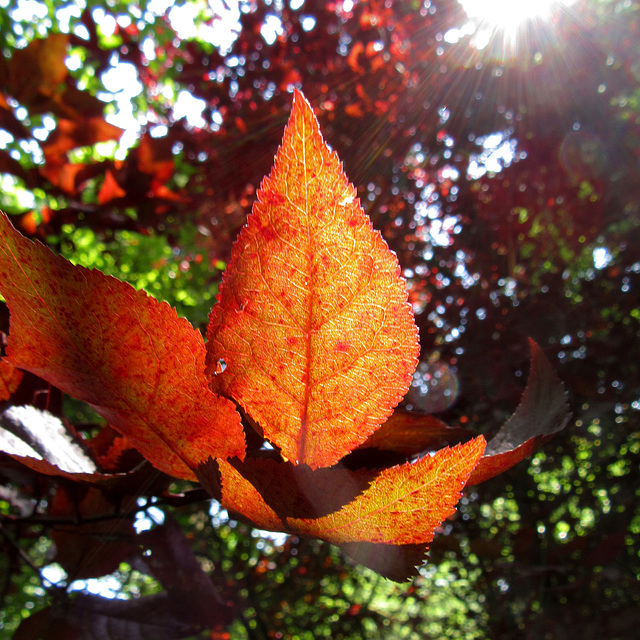 Copper beech leaves 1