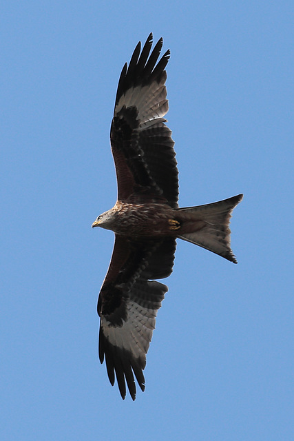 EOS 6D Peter Harriman 16 16 40 1628 RedKite dpp