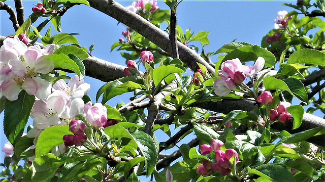 The scent from the apple blossom isn't too pungent