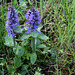 Ajuga reptans  (5)