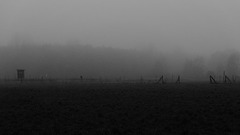 Nebel am Waldrand