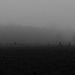 Nebel am Waldrand