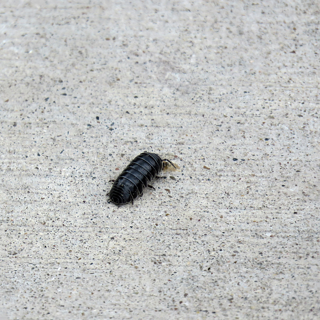 Day 8, Woodlouse (?), Santa Ana NWR, Texas