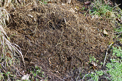 Ameisenhaufen am "Edelhof"