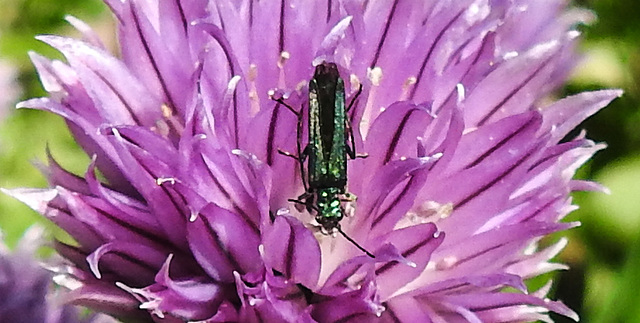 20200517 7415CPw [D~LIP] Schnittlauch (Allium schoenoprasum, Grüner Scheinbockkäfer (Oedemera nobiles), UWZ, Bad Salzuflen