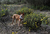 Estrelinha na mata, in the Pine woods