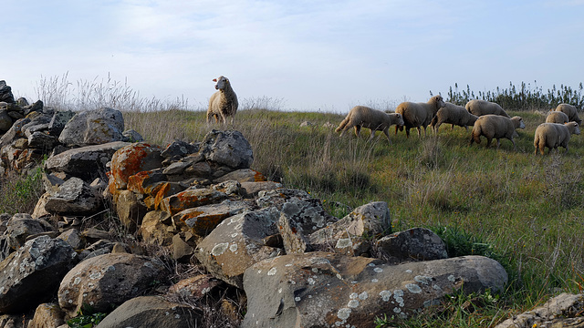 Penedos, Shepherding