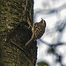 Tree creeper