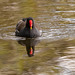 Moorhen