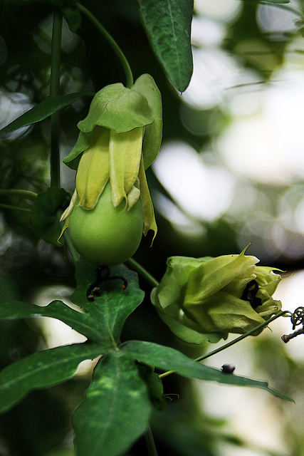 Un fruit , des graines , c'est quoi ça ?...