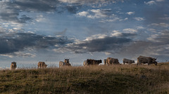 Les couleurs de l'automne dans l'Aubrac