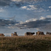 Les couleurs de l'automne dans l'Aubrac