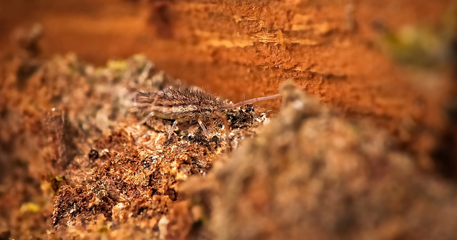 Die Springschwänze (Collembola) in der Erde unter der Rinde entdeckt :)) The springtails (Collembola) discovered in the soil under the bark :)) Les collemboles découverts dans le sol sous l'écorce :))