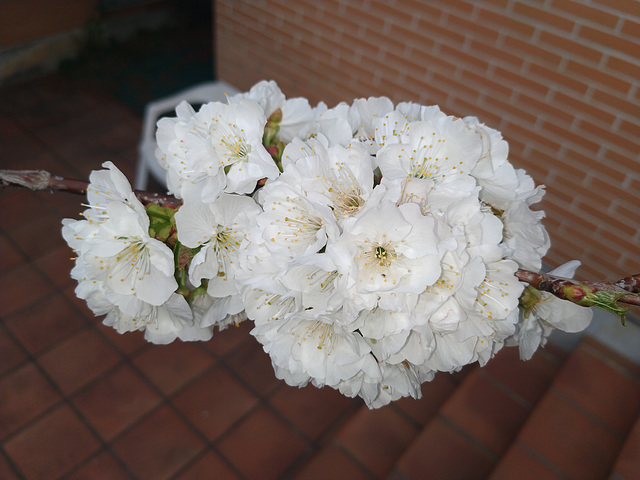 Flores de cerezo Flores de cerezo