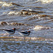 American Avocets