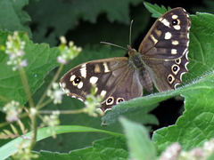 Butterflies UK 2