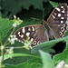 Butterflies UK 2