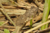 IMG 8421toad