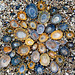 Colour variation in limpets