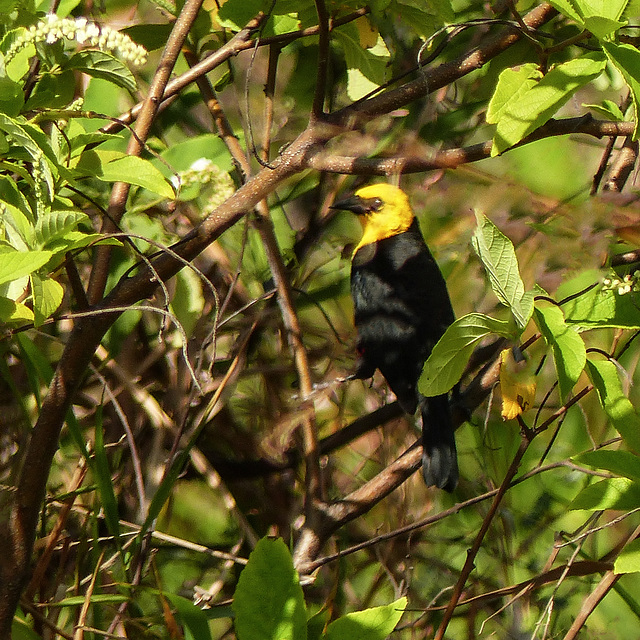 Yellow-hooded Oriole, Nariva Swamp, Trinidad