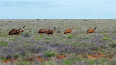 Wandering emus