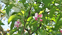 So pretty when intermingled with the white lilac and green leaves