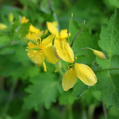 Chelidonium majus  (1)