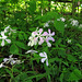 Wild Phlox