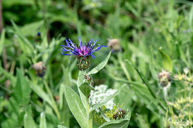 Centaurea montanus (Cyanus montanus)