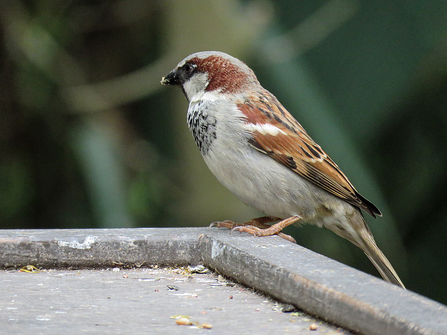 Day 8, House Sparrow, Santa Ana NWR