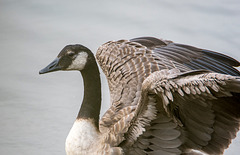 Canada goose. v45jpg