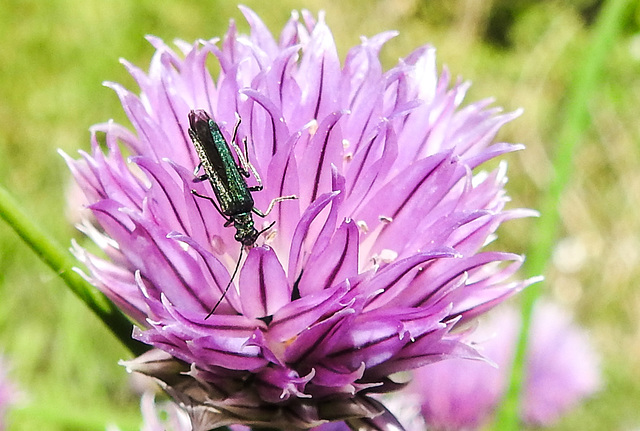 20200517 7417CPw [D~LIP] Schnittlauch (Allium schoenoprasum, Grüner Scheinbockkäfer (Oedemera nobiles), UWZ, Bad Salzuflen