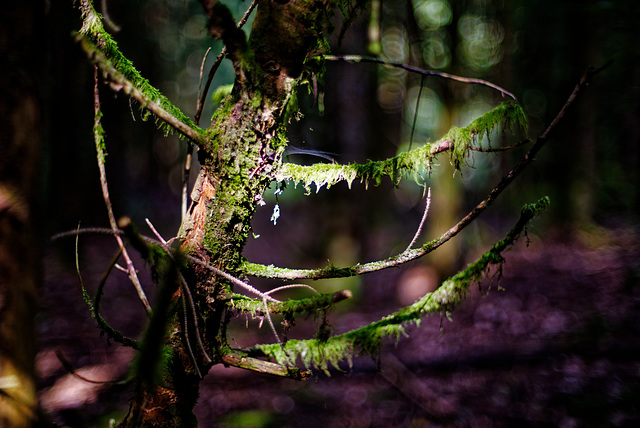 21.08.13 Burgwald 1