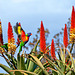 Lorikeets and cactus flowers