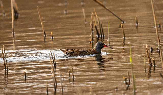 Water rail