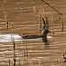 Water rail