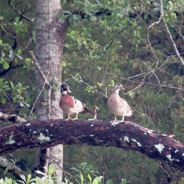 Wood ducks