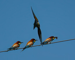 guêpiers - Drôme guêpiers - Drôme
