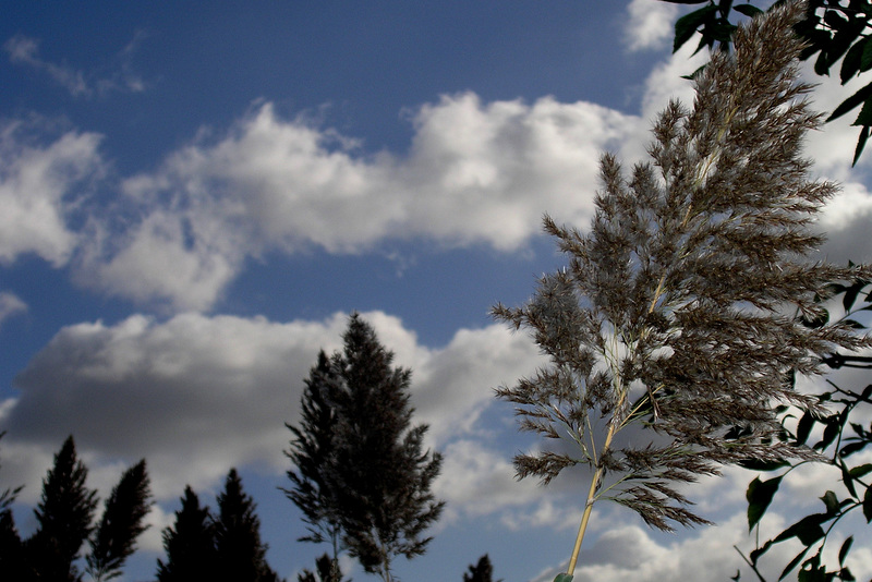 Plantes et ciel